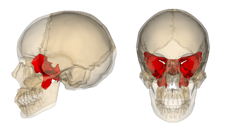 Location of the sphenoid bone